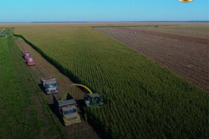 Silagem é um dos componentes mais importantes na alimentação dos bovinos