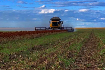 Colheita de Sorgo Consorciado com Capim Tamani