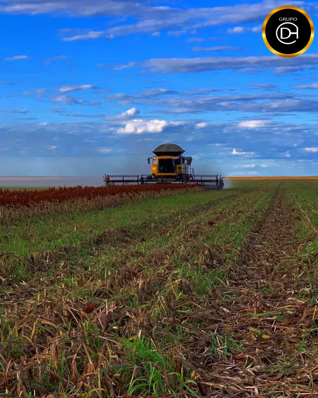 Colheita de Sorgo Consorciado com Capim Tamani