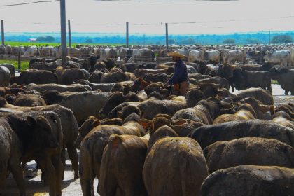 Atenção a todos os detalhes no manejo para a entrega dos melhores resultados