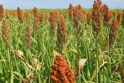 Produção de silagem tipo Superfície. Capim Mombaça x Sorgo